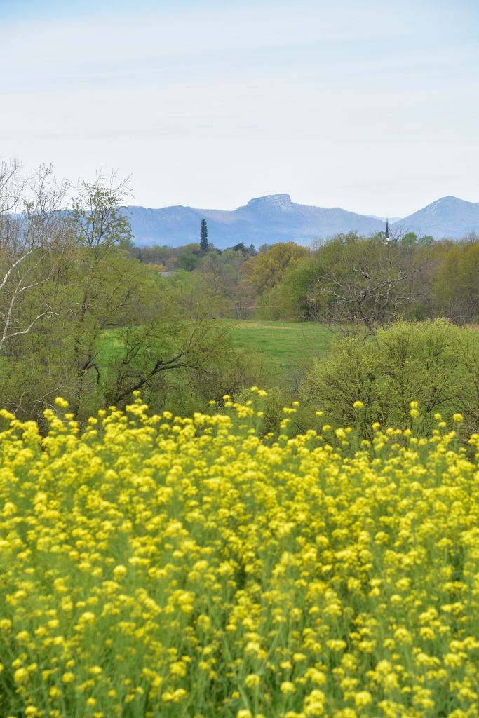 4-4-20 flowers 003 (683x1024).jpg